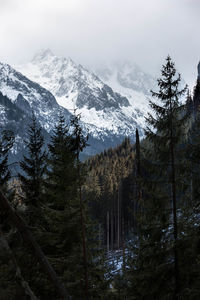 Pine trees on snowcapped mountains against sky