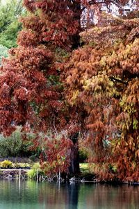 Trees by water