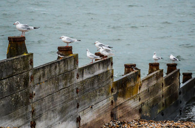 Seagulls perching on a wall