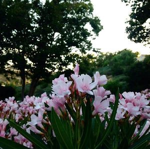 Close-up of pink flowering plants