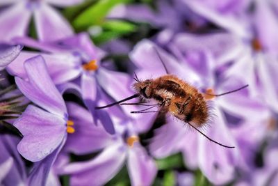 Close-up of bee pollinating on purple flower