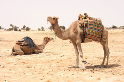 View of two horses on sand against clear sky