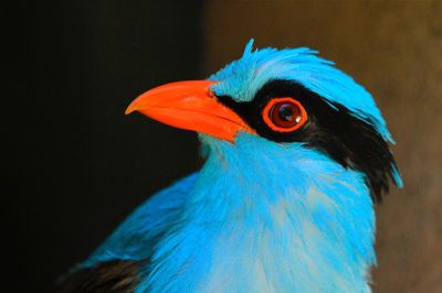 Close-up of two birds