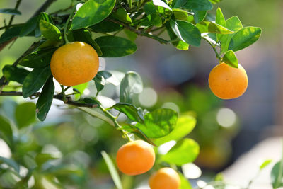 Close-up of fruits on tree