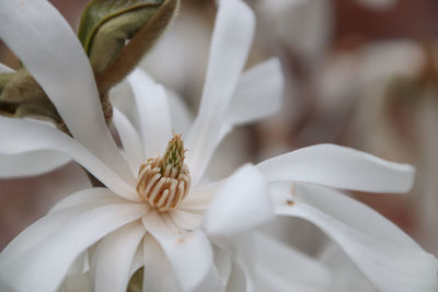 Close-up of white flowering plant