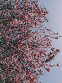 Low angle view of cherry blossoms against sky