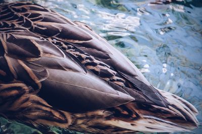 Close-up of swan swimming in lake