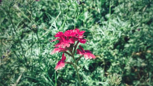 Close-up of red flowers blooming outdoors