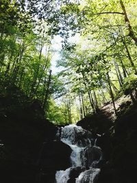 Low angle view of trees in forest