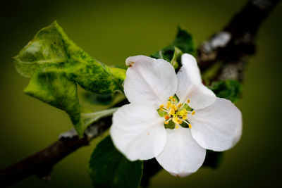 Close-up of flower