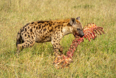 Spotted hyena holds bloody skeleton in grass