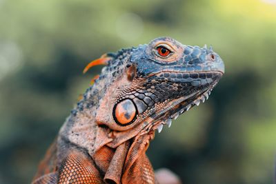 Close-up of iguana