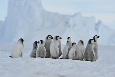 Flock of birds in snow