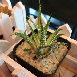 High angle view of succulent plant on table