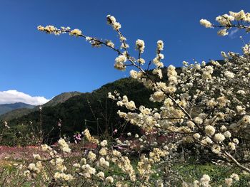 Low angle view of flowering tree against clear sky