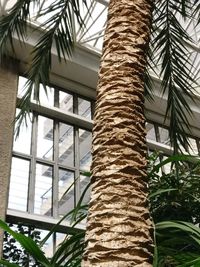 Low angle view of palm tree against built structure