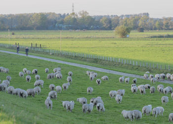 Sheep grazing on field