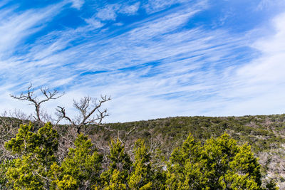 Low angle view of trees on landscape against sky