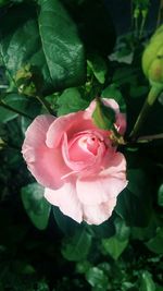 Close-up of pink rose