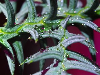 Close up of water drop