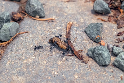 Close-up of ants on rock