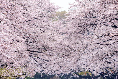 Low angle view of pink flower tree against sky