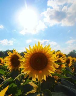 Low angle view of sunflowers blooming against sky