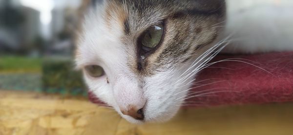 Close-up of a cat looking away