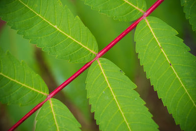 Close-up of green leaves