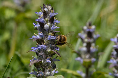 Close-up of bee pollinating on purple flower