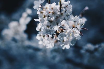 Close-up of white flowers on branch