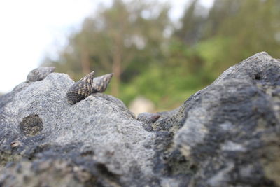 Close-up of a lizard on rock