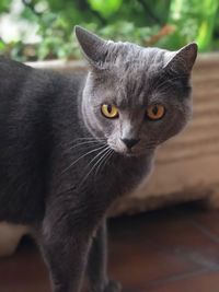 Close-up portrait of tabby cat