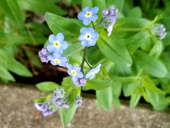 Close-up of flowers blooming outdoors