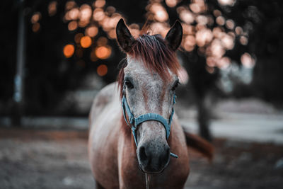 Close-up portrait of horse in ranch