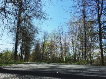 Road along trees