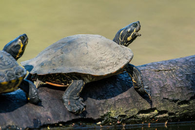 Close-up of turtle on rock by lake