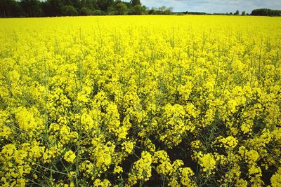 Full frame shot of yellow flowers in field