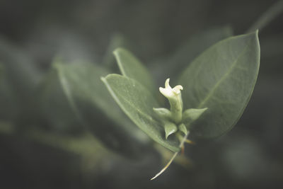 Close-up of flower growing outdoors