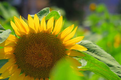 Close-up of sunflower