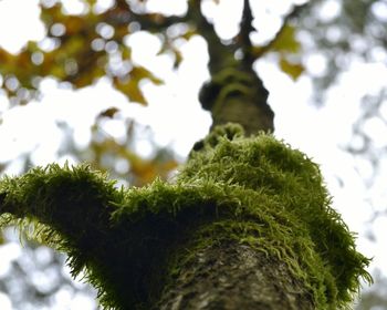 Low angle view of moss growing on tree