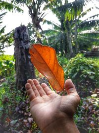 Close-up of hand holding orange leaf