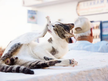 Wild undomestic cat on the oia town street on the island santorini, cyclades, greece