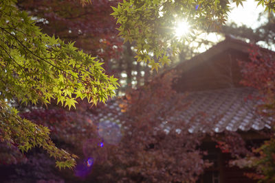 Low angle view of maple leaves on tree against sky