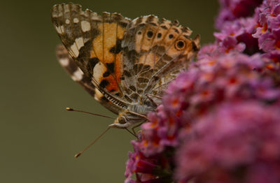 Close-up of butterfly pollinating on flower