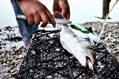 Close-up of man hand holding fish