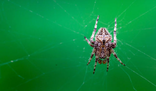 Close-up of spider on web