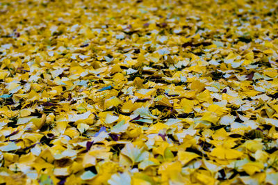 Close-up of yellow maple leaves