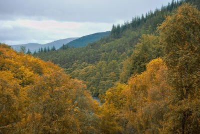 Inverness wooden view