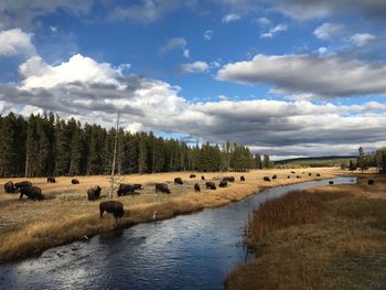 Cows on landscape against sky